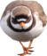 Sandregenpfeifer 
